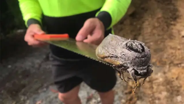 Ограничения океанских тяжеловесов: Добыча ограничивает гигантский размер китов: Стратегия кормления сильно влияет на их максимальный размер, но все киты зависят от богатых ресурсов океана, чтобы быть 