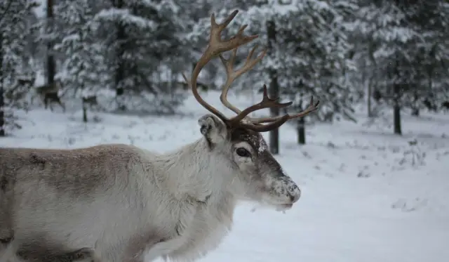 Даже устойчивые обычные виды не застрахованы от экологического кризиса: Показатели генетического разнообразия летучей мыши, распространенной в Сингапуре, сократились в 30 раз за последние 90 лет