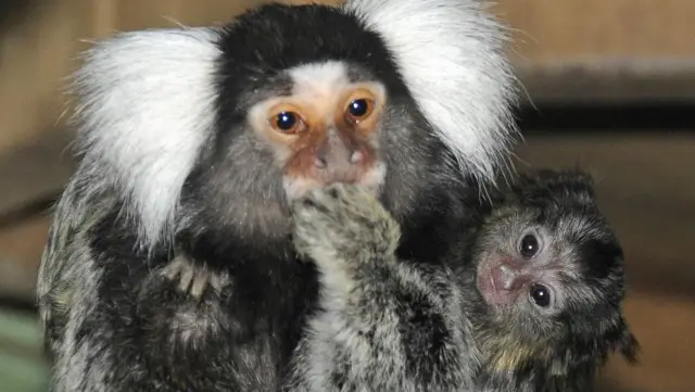 Самцов воробьев меньше пугают песни стареющих соперников: то же самое пение, которое отмечает самца как «парня, которого нужно победить» в возрасте двух лет, сигнализирует о том, что он «устарел» к 10