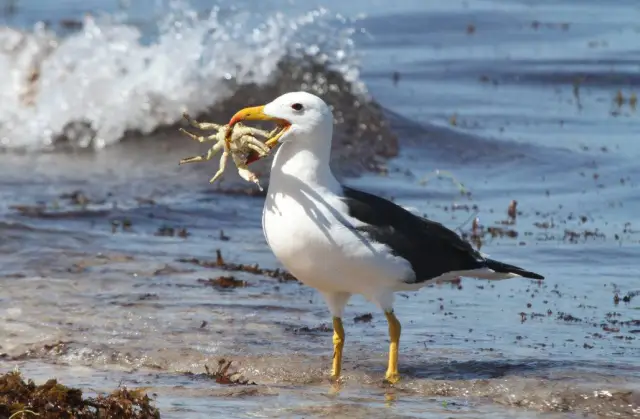 Большинство реабилитируемых морских черепах с инфекционными опухолями не выживают: исследование изучает показатели выживаемости зеленых морских черепах с разной степенью фибропапилломатоза в реабилита