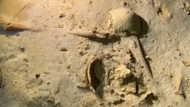 9900-летний скелет мексиканской женщины, отличающийся от других ранних американских поселенцев: «Чан Хол 3», как и другие скелеты из пещеры Тулума, имеет характерный череп и кариес на зубах