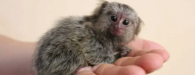 Экзотические домашние животные могут стать вредителями с риском вторжения: по мере роста международной торговли экзотическими животными необходимо лучше понимать движущие силы торговли, чтобы уменьшит