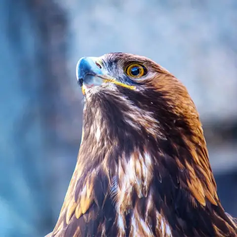 Ирландская почва может дать больше надежды в борьбе с устойчивостью к антибиотикам, показывают исследователи: ученые делают захватывающие открытия в поисках новых антибиотиков