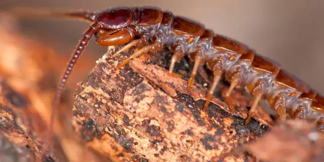 Ученые выяснили, как группа гусениц стала ядовитой: генетическое исследование с использованием коллекций Смитсоновского института раскрывает эволюционный путь шести видов токсичных бабочек