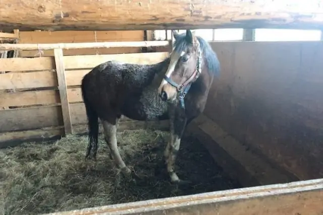 Что бы сказали питбули, если бы они могли говорить за себя