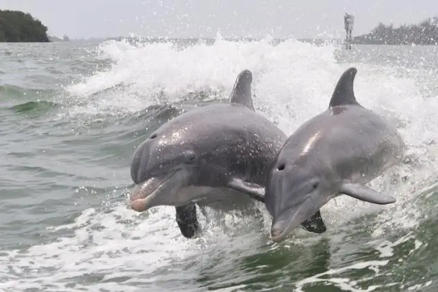 Есть ли надежда у дельфинов Тайцзи? Что мы узнали в этом году в The Cove
