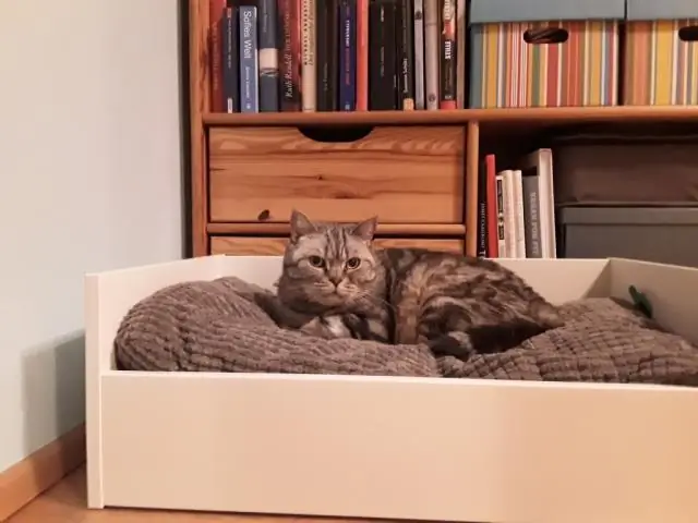 Большие кошки красивы, но именно поэтому они НИКОГДА не должны быть домашними животными