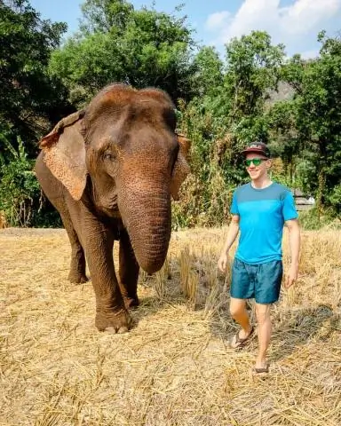 Поддерживаете ли вы слоновий заповедник ’ Это на самом деле причиняет страдания?