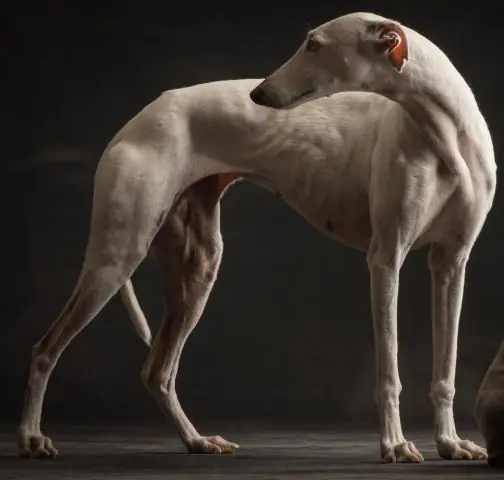 Двенадцать борзых спасены от гоночной индустрии при контрабанде из Ирландии в Испанию