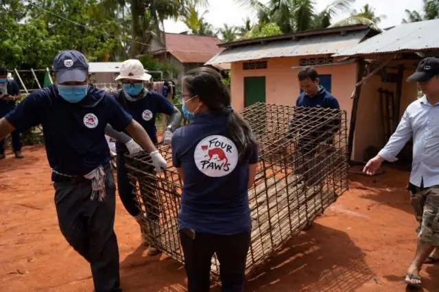 Победа! Индонезия обещает запретить торговлю мясом собак и кошек