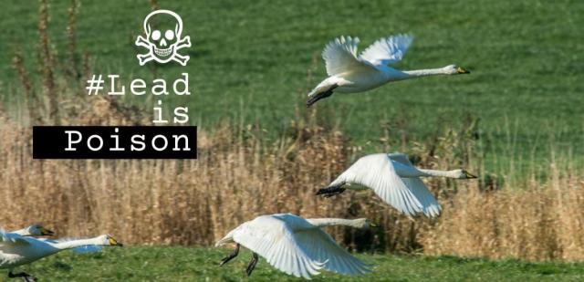 BirdLife Europe призывает депутатов Европарламента разработать устойчивую реформу политики в области рыболовства