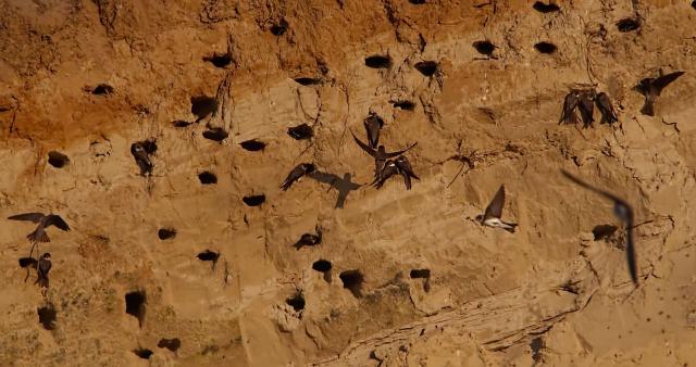 Самые редкие морские птицы Китая выиграли от восстановления колонии