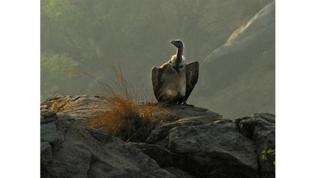 BirdLife International объявляет д-ра Хазелла Шокеллу Томпсона исполняющим обязанности генерального директора