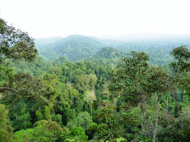 Находящаяся под угрозой «очага биоразнообразия» в индонезийских лесах побуждает к действиям НАБУ и Бурунг Индонезия