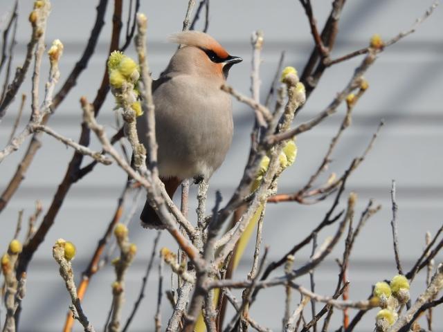 BirdLife Finland выиграла судебную тяжбу за вымирающие виды
