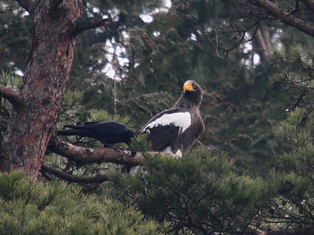 BirdLife участвует в первой международной ярмарке птиц на материковом Китае