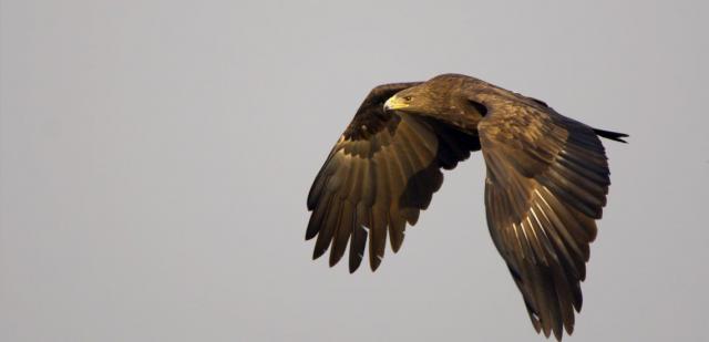 BirdLife обеспокоена строительством дороги через национальный парк Бакоси, Камерун
