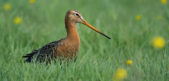 Геррит и Хади: роман о Чернохвостом Godwit