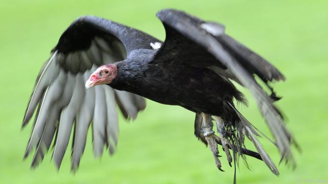 Стервятники в Африке и Европе могут столкнуться с исчезновением в течение нашей жизни, предупреждают защитники природы