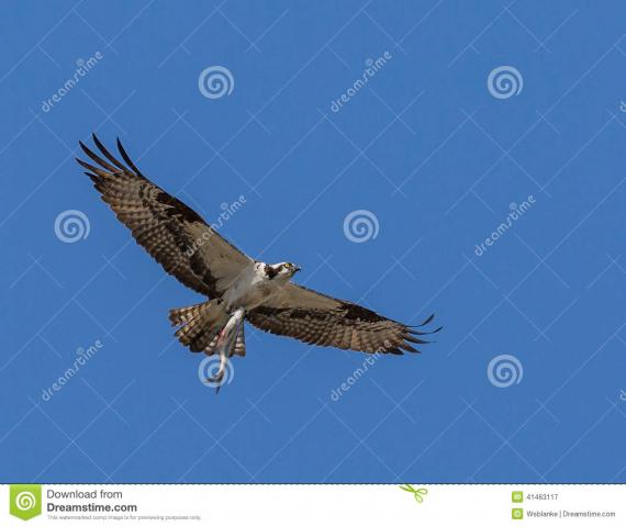 Отлов береговых птиц угрожает новому месту зимовки куликов в Китае