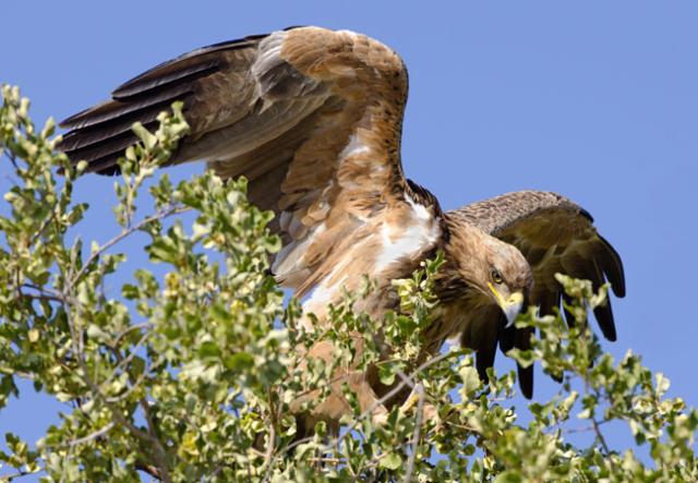 Доктор Росс Уонлесс из BirdLife, Южная Африка, стал лауреатом премии "Эколог года"