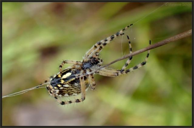 Природа в прицеле