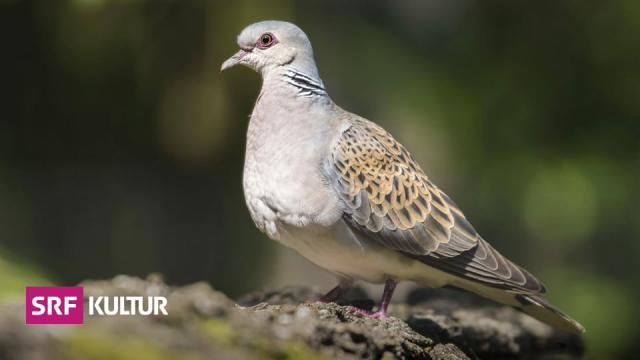 Отчет BirdLife показывает шокирующе плохую защиту морских птиц в ЕС