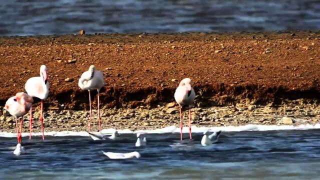 Чемпионы гонки Flyway помогают мобилизовать сокольников для спасения перелетных хищников в Грузии
