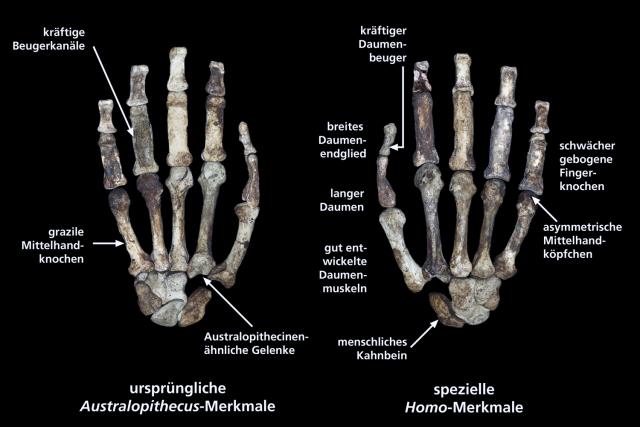 Исследование показало, что человеческое развитие и сохранение биоразнообразия могут идти рука об руку
