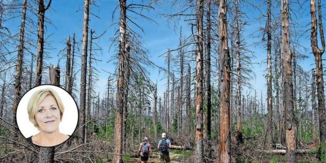 Пейте ForestMist, спасайте наши леса