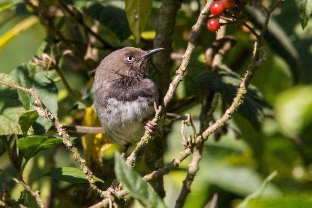 Nature Kenya призывает спасти Taita Apalis от вымирания
