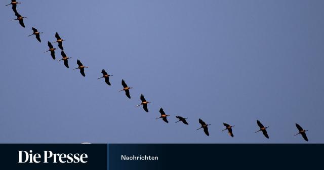 Перелетные птицы теряют нерестилища из-за плохого управления хозяйством