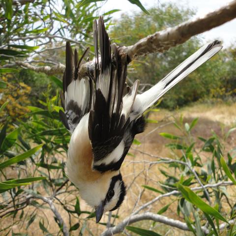 В отчете BirdLife раскрыты масштабы незаконного убийства птиц в Средиземном море