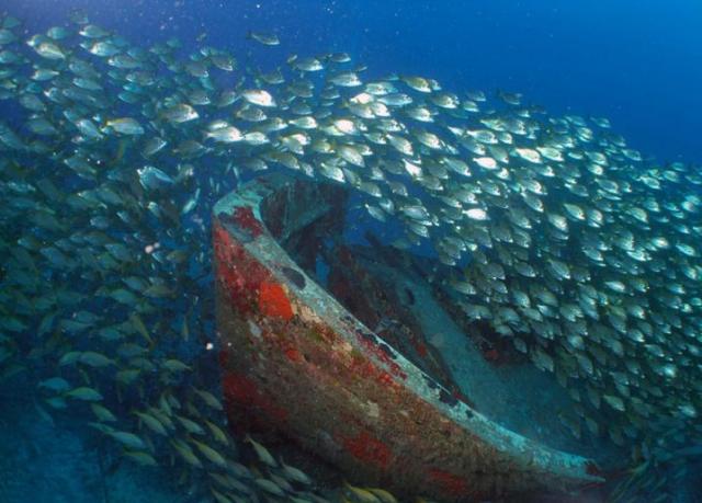 На Гран-Соле «много рыбы в море», но количество морских птиц сокращается