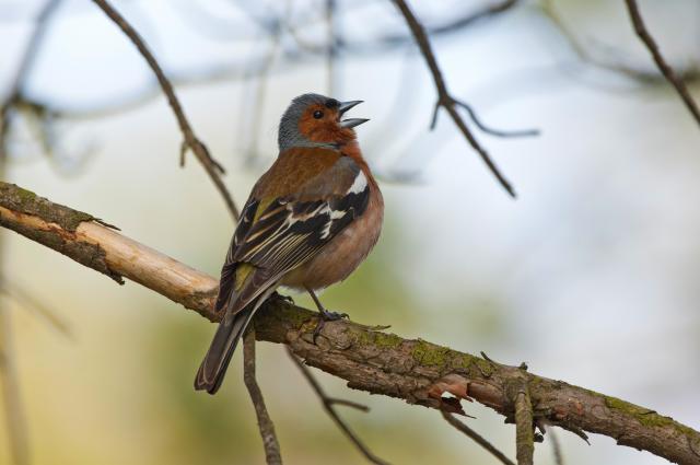 Цифры указаны для Euro Birdwatch