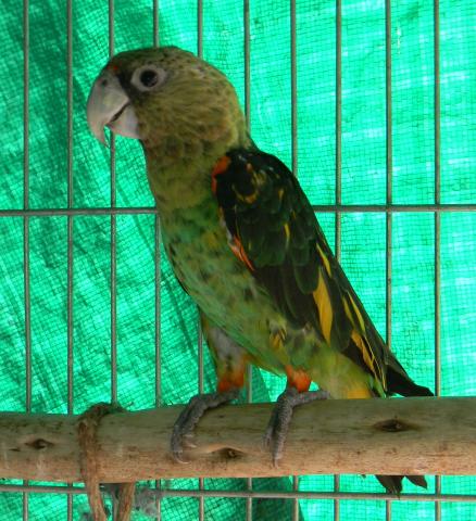 Партнерство BirdLife Africa открывает новую главу в CAP