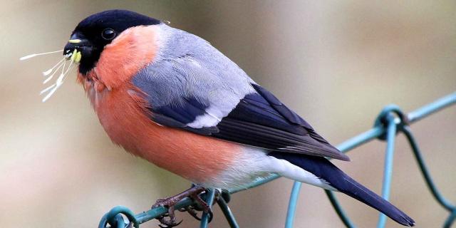 Согласно новому отчету RSPB, птицы - брошенные жертвы глобального потепления