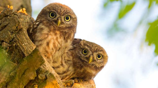 Год, когда BirdLife превратилась в `` линчевателя стервятников