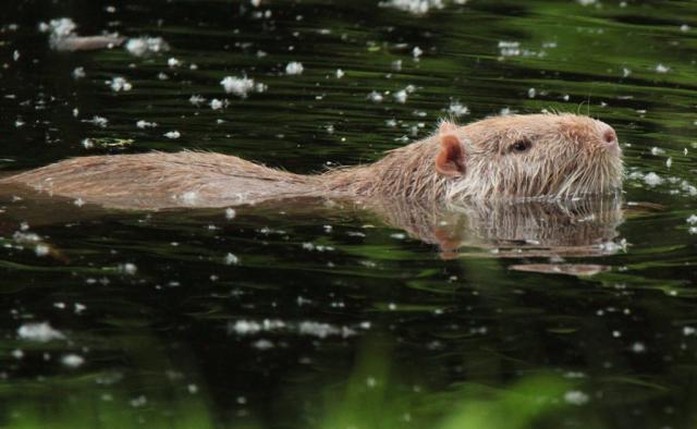 Законы о природе, сельское хозяйство, продукты питания и инвазивные чужеродные виды: важные основания для привлечения бизнеса в году