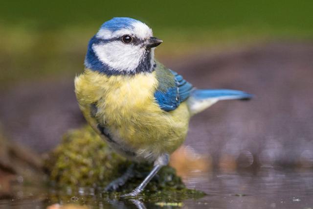 Как найти BirdLife International в Кембридже