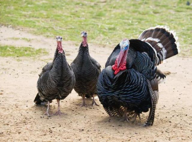 Этот план действий может принести пользу птицам, фермерам, женщинам и птицеводам