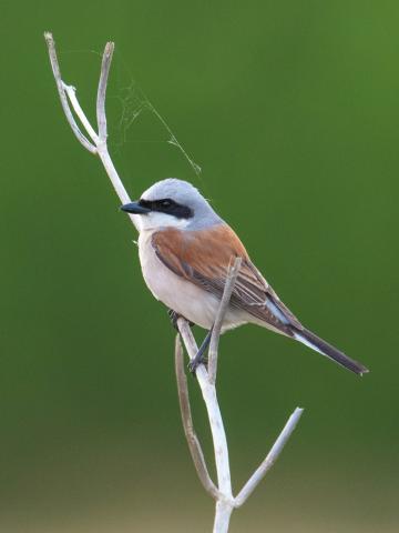 RAMCEA и BirdLife объединяют усилия для продвижения устойчивого управления водно-болотными угодьями в Восточной Африке