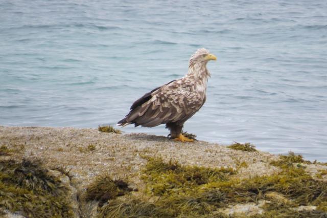 Норвежские беркуты под угрозой
