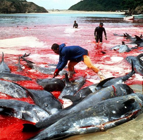 Шаги по сохранению: бухта Лутембе образует комитет Рамсарских угодий