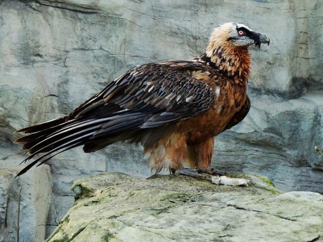 Бородатый гриф - плюмажи пророчеств?