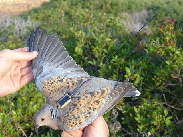 Успех Salt Pan для BirdLife Malta