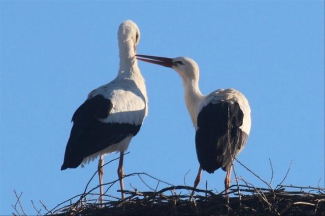 BirdLife Partnership простирает свои крылья до Бутана