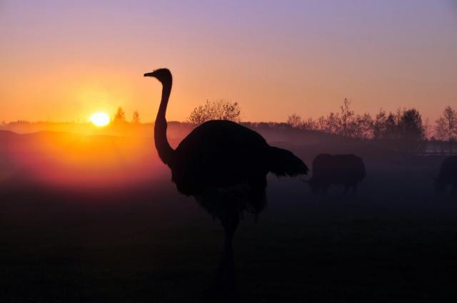 Международный бюллетень Bienvenue Dans Le Tout Nouveau BirdLife Africa