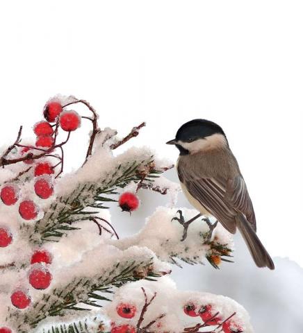 Сбор средств для BirdLife