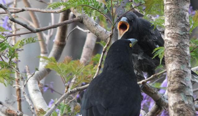 Исследования птиц в Канаде - журнал Digital BirdLife